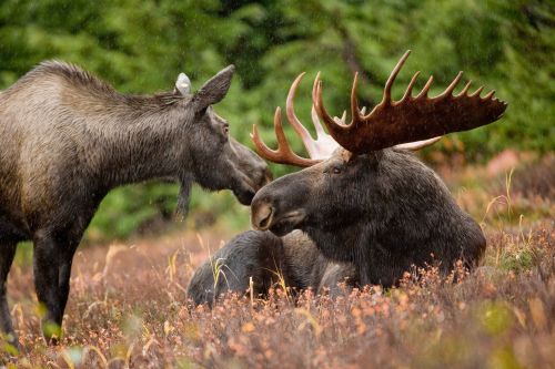 Minnesota’s moose population holding stable