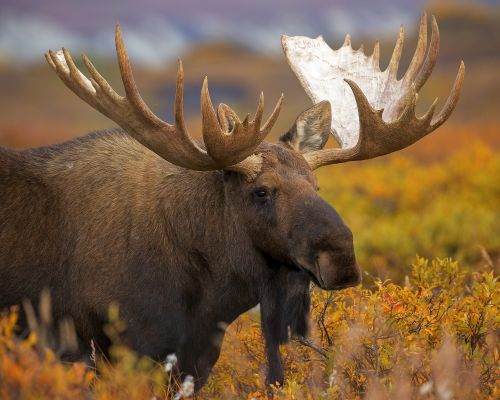 DNR report indicates Minnesota’s moose population remains stable, but long-term risk remains
