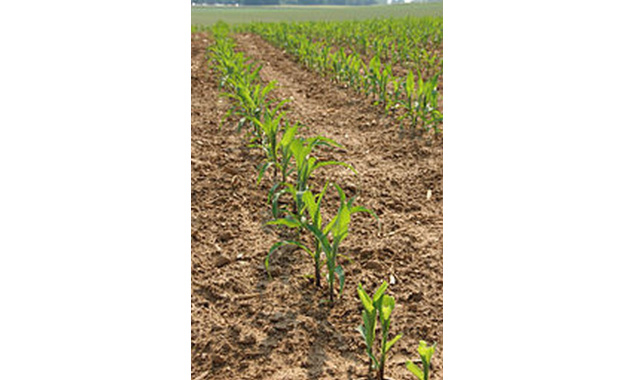Costly start to corn planting season for farmer near Bruce