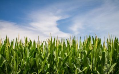 Glacial Lakes CEO optimistic about 2022 corn crop  (Audio)