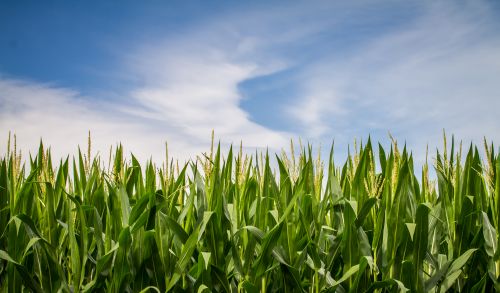 Majority of South Dakota’s corn, soybean crop rated in good condition