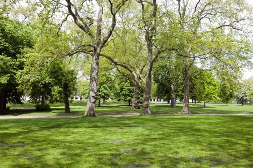 Watertown doing citywide tree inventory
