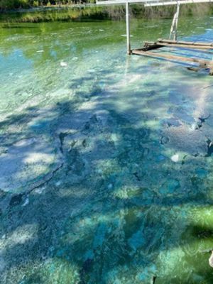 Pet Owners Should Be Aware of Blue-Green Algae