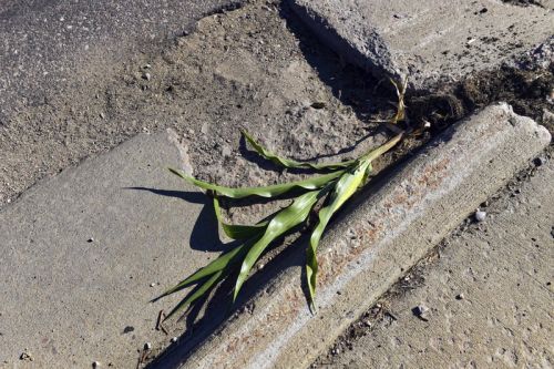 South Dakota city mourns urban cornstalk’s brief life