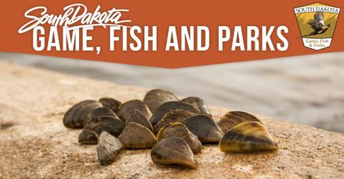 Zebra mussels confirmed in Lake Cochrane in Deuel County
