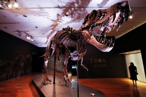 South Dakota dinosaur will go up for auction at New York auction house