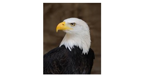 Eagle Day returns to Sand Lake Wildlife Refuge this weekend