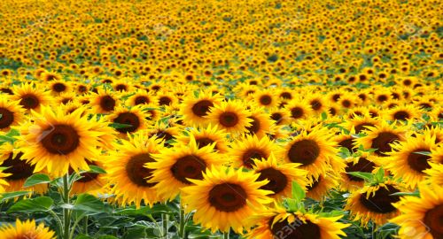 Sunflower crop expected to be biggest in five years