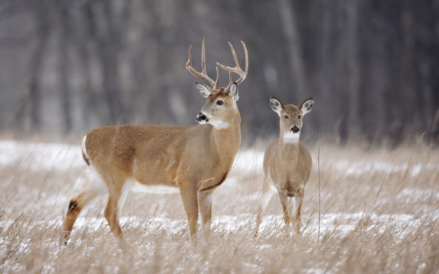 No urban deer hunt in Pierre this year  (Audio)