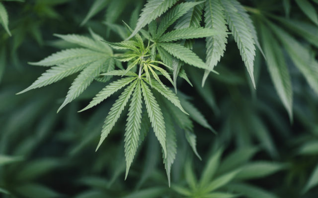 Minnesota House Democrats launch push to legalize recreational marijuana