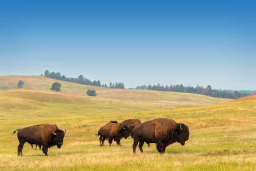 Montana bison moving to South Dakota reservation