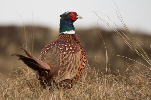 North Dakota pheasant estimate up but drought is wild card