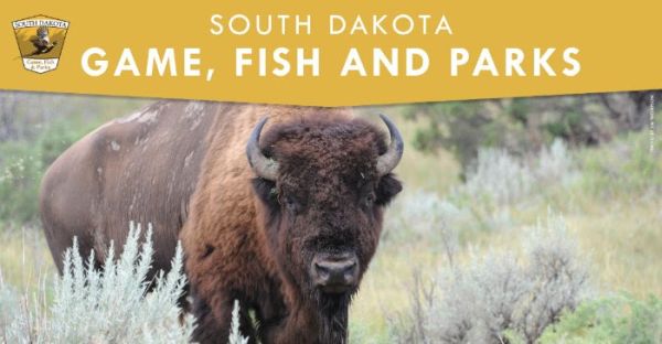 Annual Custer State Park Buffalo Roundup this weekend