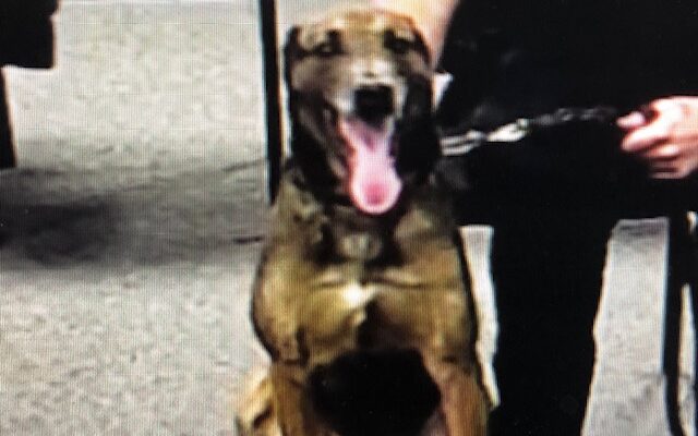 Watertown K-9 officer Bono stepping into retirement  (Audio)