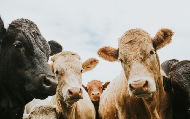 Anthrax confirmed in South Dakota cattle herd