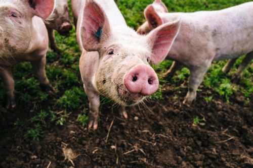 Supreme Court hearing case that could raise price of pork