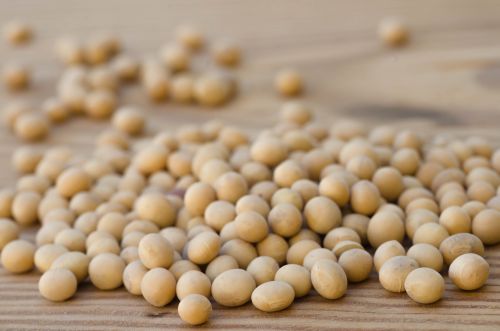 Red River Valley lands $400 million soybean crushing plant
