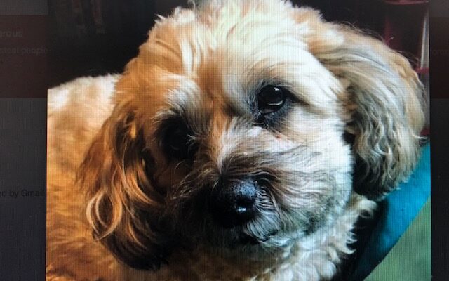 Watertown Beacon Center’s comfort dog Maggie dies  (Audio)